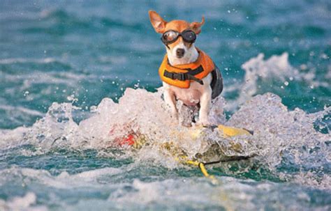 Water Skiing Dog