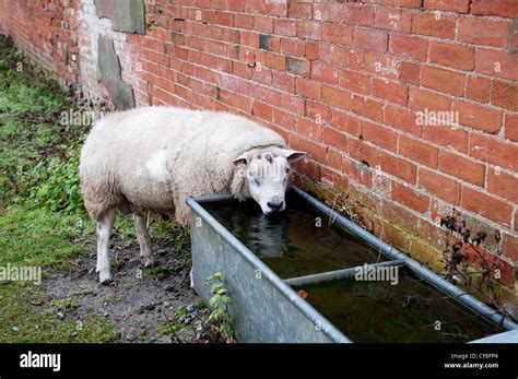 Water Trough For Sheep