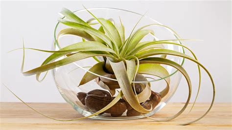 How to Properly Water Air Plants Garden Therapy