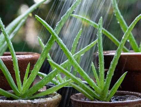 How Often Do You Water An Aloe Plant? The 1 Secret You Need to Know