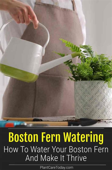 How Often Should You Water a Boston Fern?