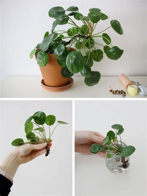Miss Moss · Chinese Money Plant Plants, Chinese money plant, House plants