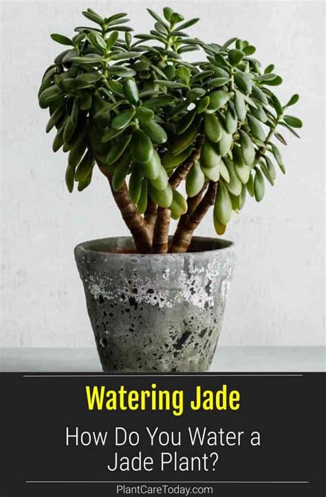 How Often Do You Water a Jade Plant? in 2021 Jade plants, Plants