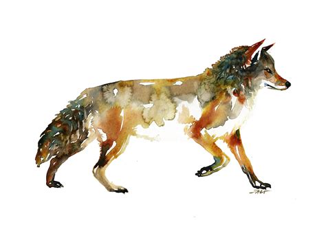 watercolor clip art coyote