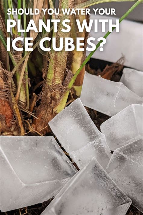 Never to water your plants again with this nifty ice cube