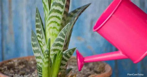 Woman Watering Aloe Flowers. Houseplant Care Concept Stock Image