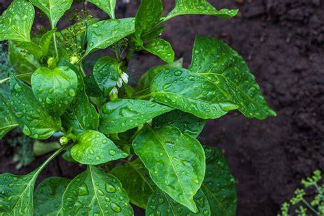 How to Plant Chili Pepper in Your Garden (Tricks to Care!)