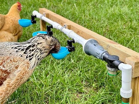 Watering System For Poultry