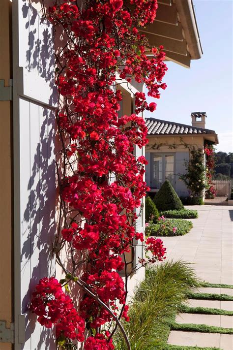 Watering Techniques for Bougainvillea on a Wall