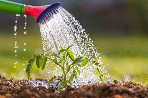 Légumes voici ceux à arroser abondamment l'été