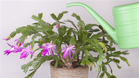How Much Water Does a Christmas Cactus Need? Christmas cactus