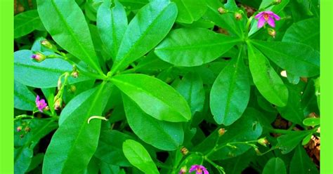 Waterleaf Plant