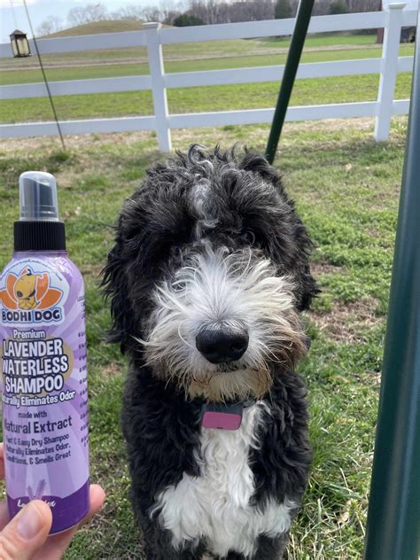 Waterless dog shampoo cleanses dogs without bathing