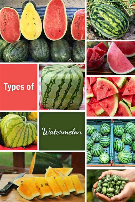 Watermelon Different Kinds
