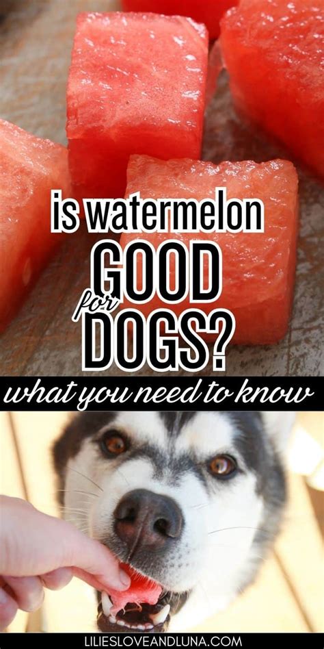 Watermelon Dogs
