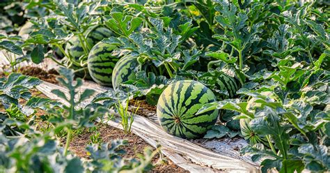 watermelon garden