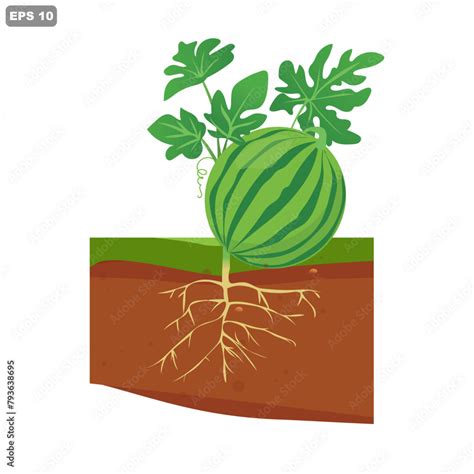 Watermelon Growing Roots