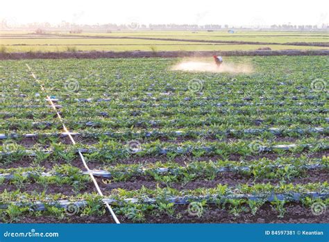 watermelon herbicides