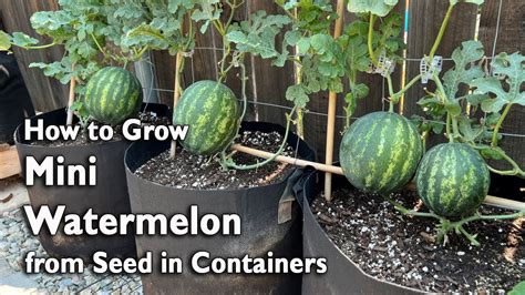 watermelon in container