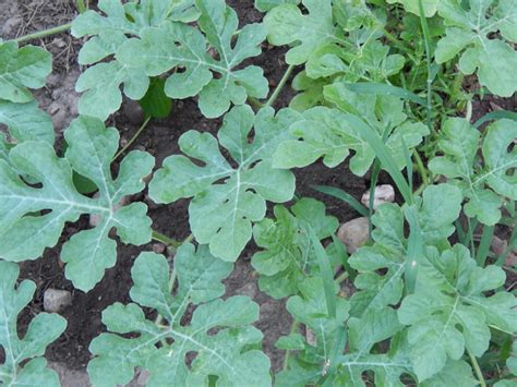 Watermelon Leaves