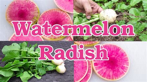 Watermelon Radish Growing Zone