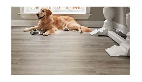 Which is the best flooring for pets? Learn what to expect from vinyl