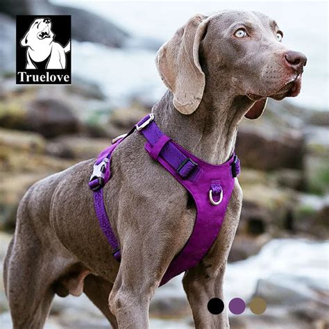 Waterproof Harness Dog