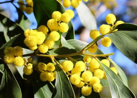 Wattle Tree Free Stock Photo Public Domain Pictures