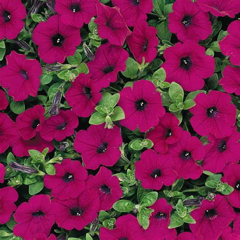 wave petunia seeds