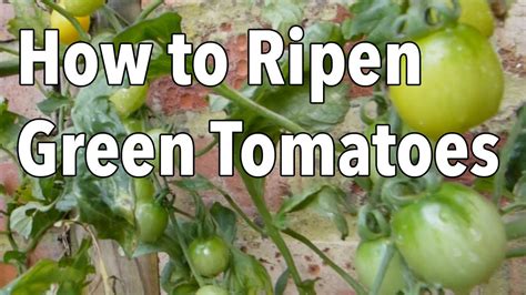 A Surprisingly Easy Way to Ripen Green Tomatoes! Ripen green tomatoes