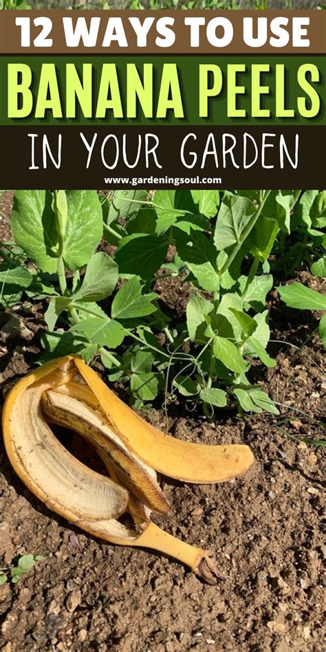 10 Ways To Use Banana Peels In Your Garden As Fertilizer Pampered