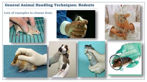 Ways Of Handling Of Animals