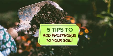 How to Add Phosphorus to Soil How to Add