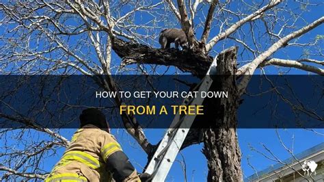 Ways To Get A Cat Down From A Tree