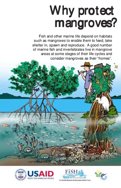 ways to protect mangroves