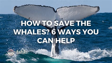 ways to protect whales