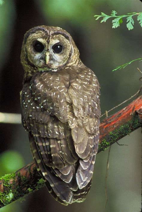 wdfw northern spotted owl