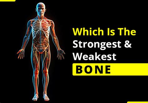 weakest bone in body