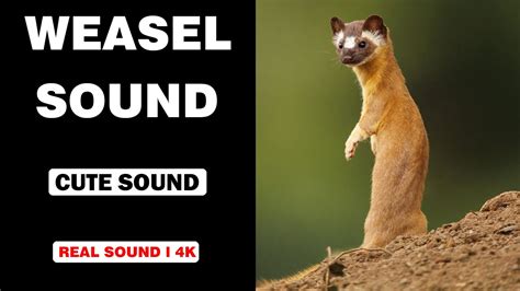 weasel sounds
