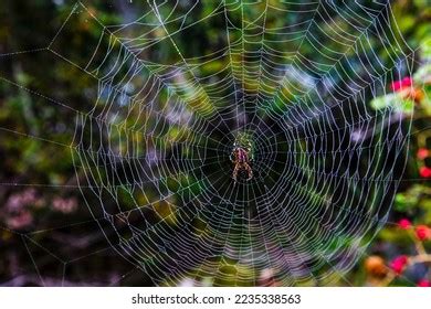 Incredible Weaved As A Web 2023