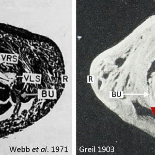 webb et al. 2010