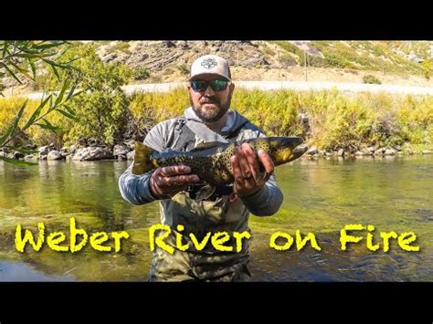 Weber River Fishing Licenses