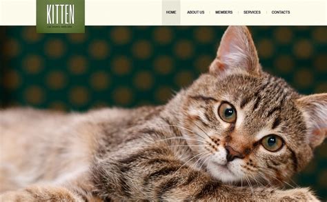 websites to buy cats