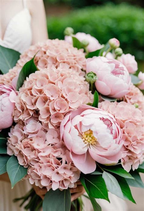 Wedding Blush Hydrangea