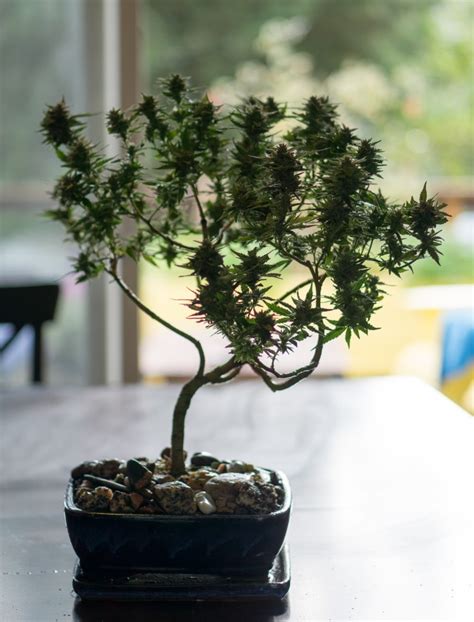 Weed Bonsai Tree: A Unique And Artistic Approach To Cannabis Cultivation