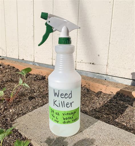 Borax Weed Killer for Creeping Charlie The Gardening Cook