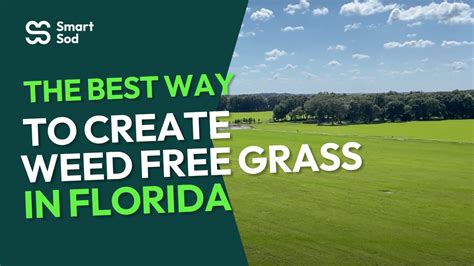 weed free grass