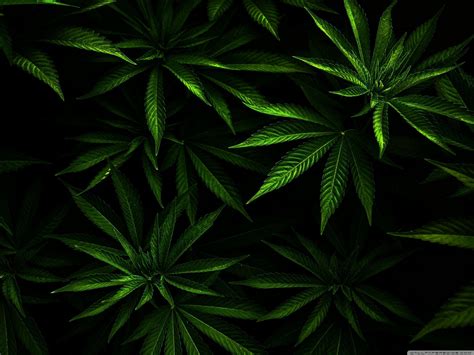 weed wallpaper hd pc