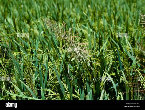 Unleash the Power of Weeds: Amazon's Healing Revolution