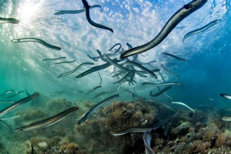 weedy sea where eels benefit